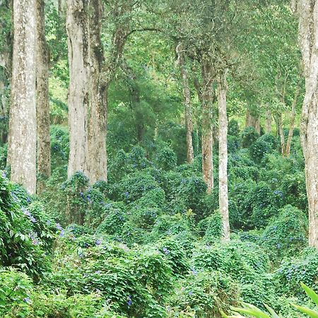 T Cherry Villa Munnar Dış mekan fotoğraf