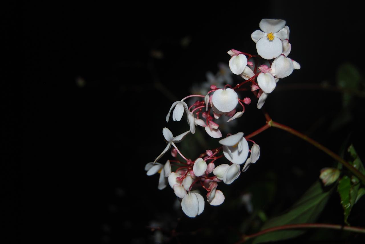 T Cherry Villa Munnar Dış mekan fotoğraf