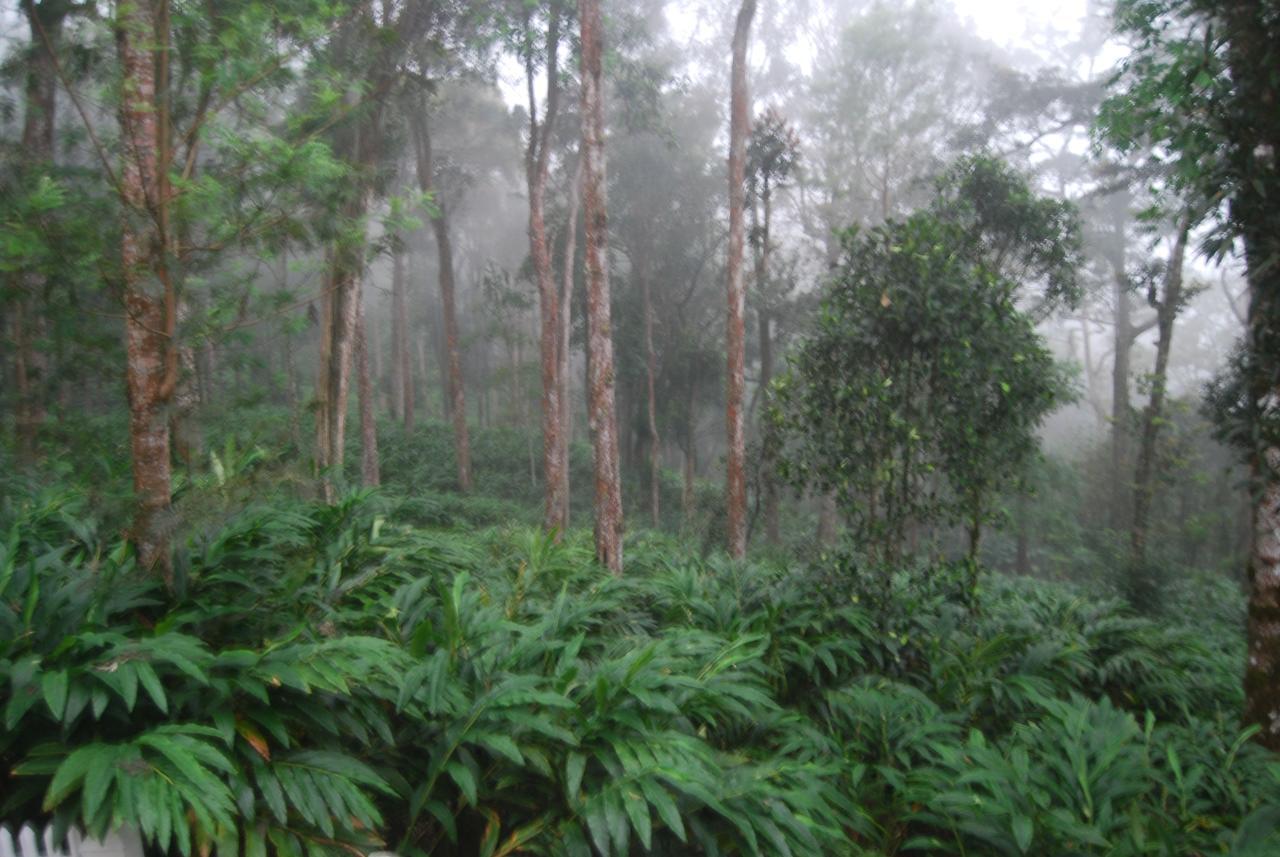 T Cherry Villa Munnar Dış mekan fotoğraf