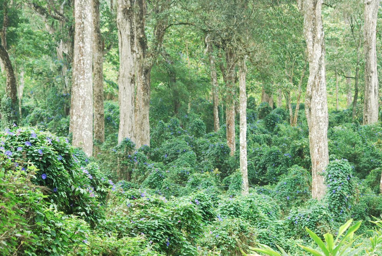T Cherry Villa Munnar Dış mekan fotoğraf