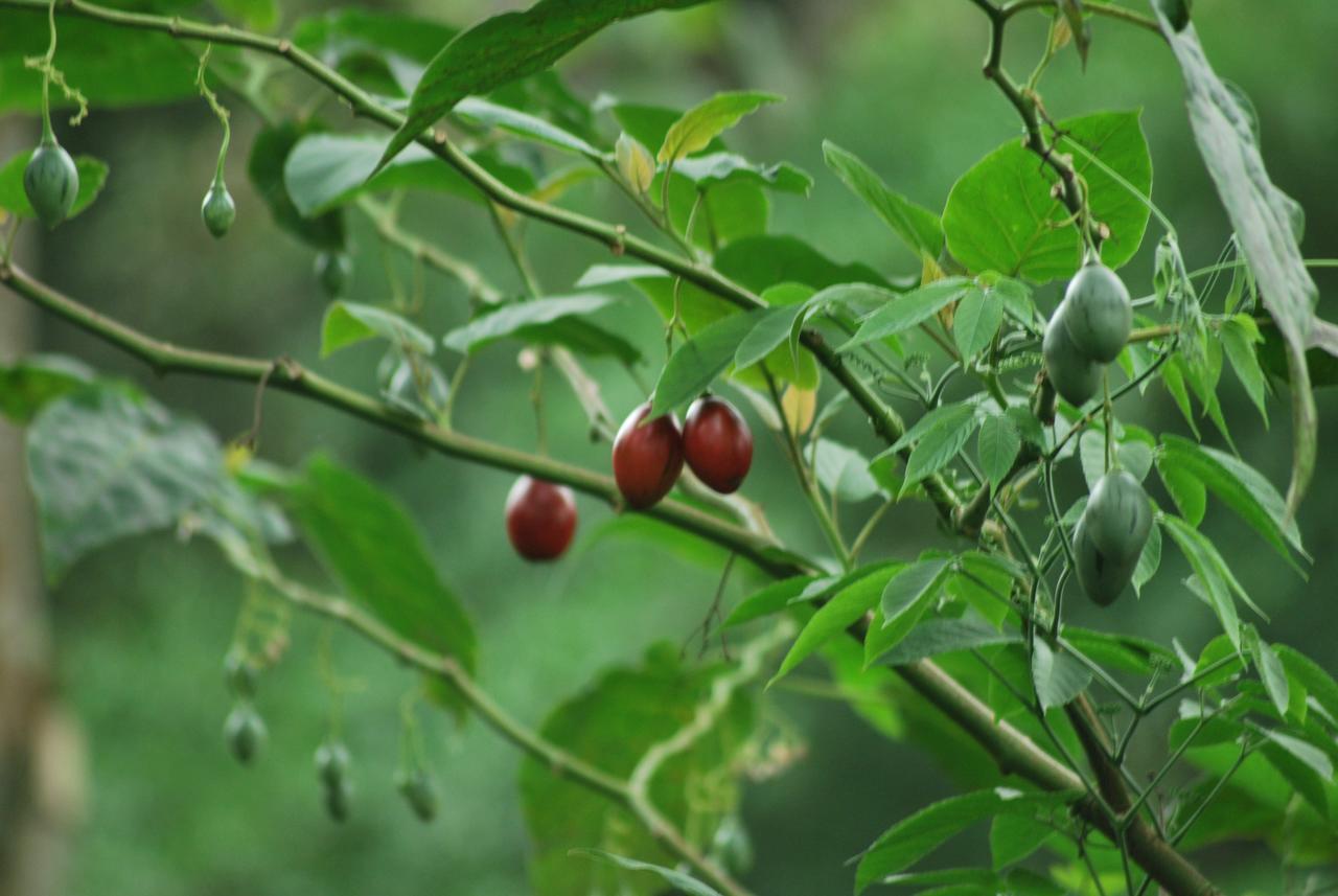 T Cherry Villa Munnar Dış mekan fotoğraf